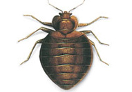 Bed bug, Tick, Flea, Pediculus